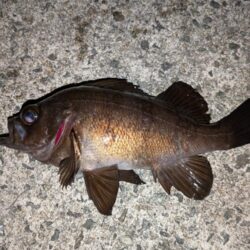 カレイ狙いでチヌ